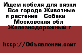 Ищем кобеля для вязки - Все города Животные и растения » Собаки   . Московская обл.,Железнодорожный г.